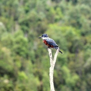 Avistamientos de aves Selva Valdiviana